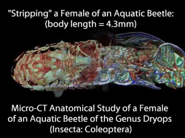 'Undressing' a Female of an Aquatic Beetle to be able to see the internal anatomy.wmv
