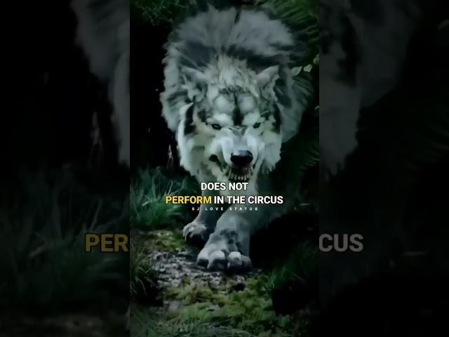 Wolf Attitude  WOLF motivation  Lion vs wolf #shorts #viral #motivation