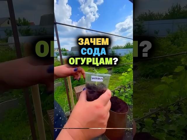 Зачем сода огурцам? #сад #огород #дача #рассада #урожай #огурцы