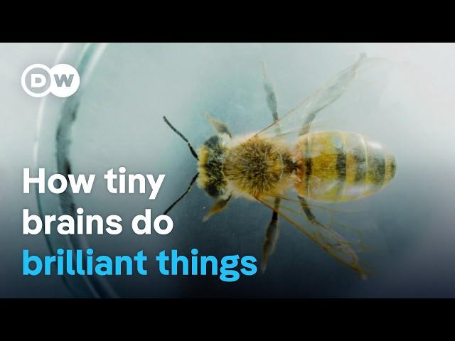 Smart insects - The astonishing intelligence of bumblebees, wasps & co. | DW Documentary