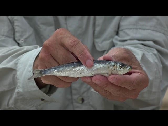 Basic Sardine Bait for Shad