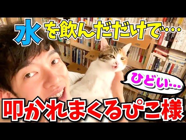 【理不尽】水を飲もうとしただけで叩かれる可哀想な猫はこちら【DaiGo切り抜き/ぴこ/みこ】