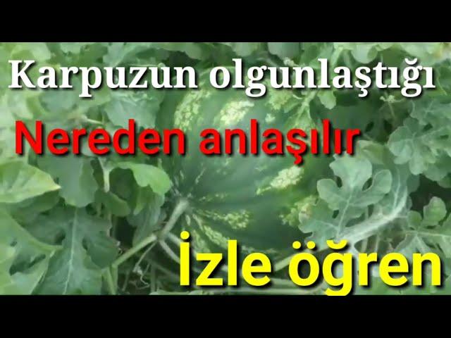 KARPUZ NASIL YETİŞİR.2