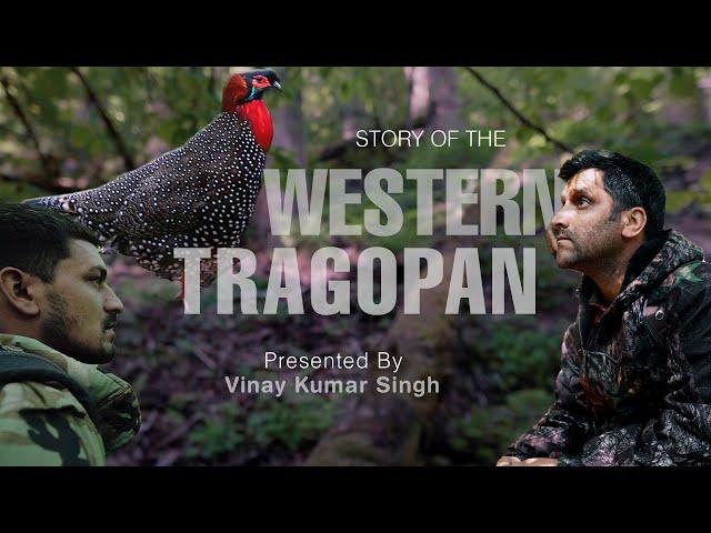 A Story of Western Tragopan