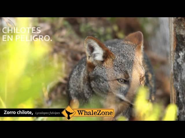 Darwin's Fox (ZORRO CHILOTE) (LYCALOPEX FULVIPES)