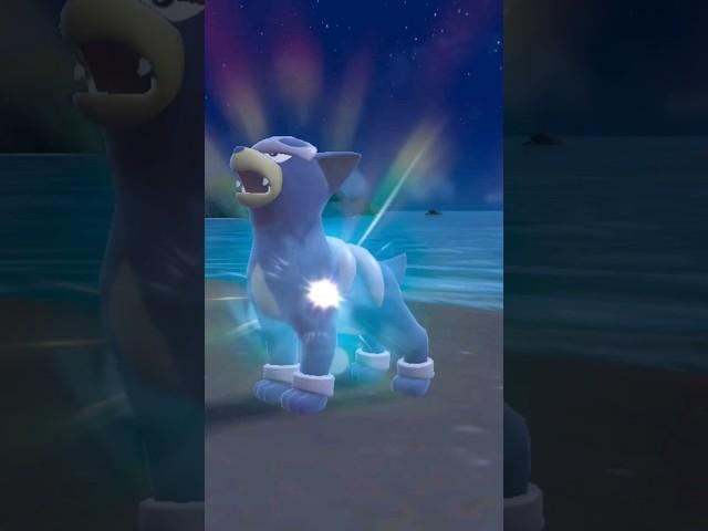 Evolving SHINY Houndour into Shiny Houndoom on Pokemon Scarlet Violet #shiny #shinypokemon