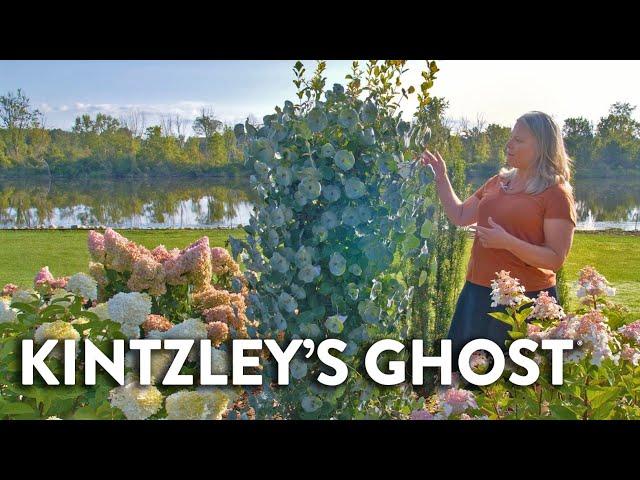 A One-of-a-Kind Native Honeysuckle | Kintzley's Ghost