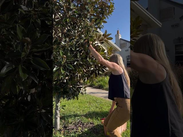 Honeybee swarm