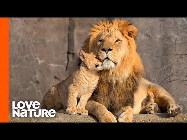 Lion Cubs Are Introduced To Their Father | Predator Perspective | Love Nature