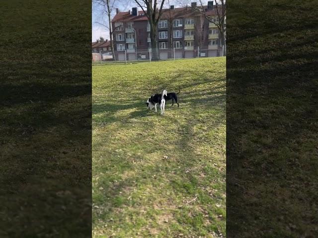 Bella has a friend, called Rayah The Husky️ #music