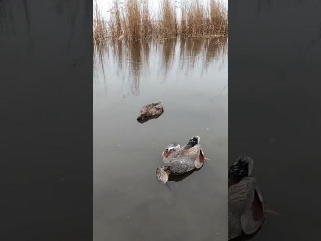 Hunting lover what is this...#duckhunter #duckhunter #duckhunter #duckhunter #duckhunter