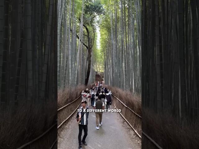Japan’s most FAMOUS Bamboo Forest