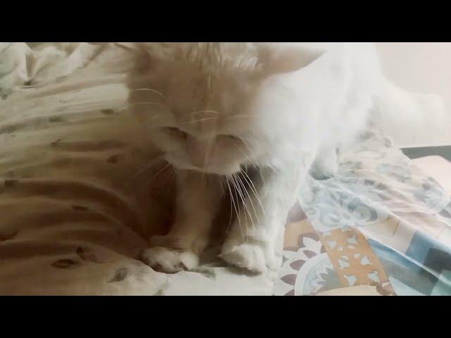 The Most Adorable Persian Cat Video Ever.