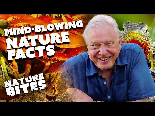 David Attenborough's Curious Nature Facts | Nature Bites