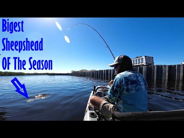 NON-STOP Sheepshead  ACTION!! (Surprise Catch)