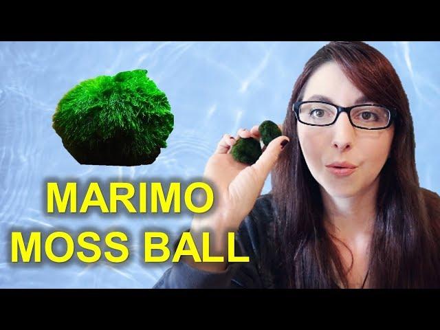 Marimo Moss Ball Beginner Care Guide | I Got Marimo Moss Balls From Ali Express