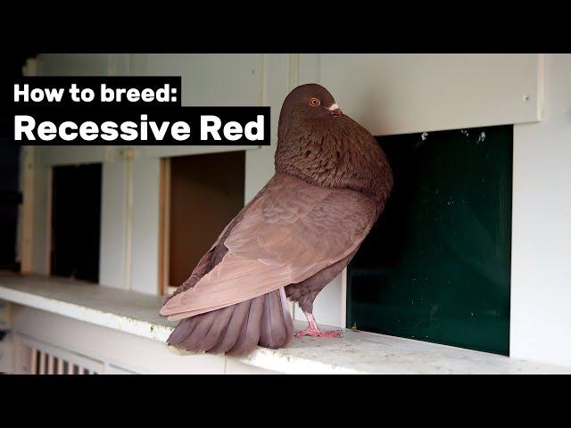 How to breed Recessive Red Pigeons