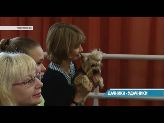 ДАЧНИКИ – УДАЧНИКИ