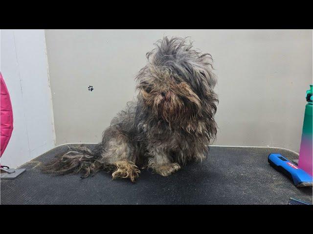 ️ INCREDIABLE MATTED DOG TRANSFORMAITON - DOG GROOMING