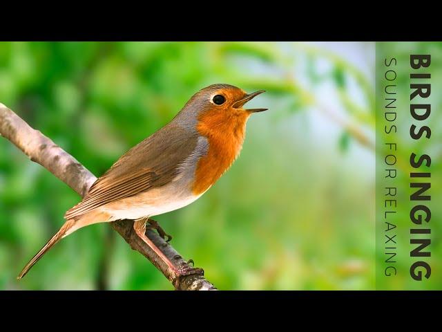 Nature Sounds - Birds Singing Without Music, 11 Hour Bird Sounds Relaxation, Soothing Nature Sounds