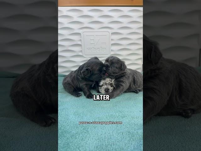 Visit pawz-n-clawzpuppies for more info on my puppies! #puppy #frenchbulldoglover #puppygram