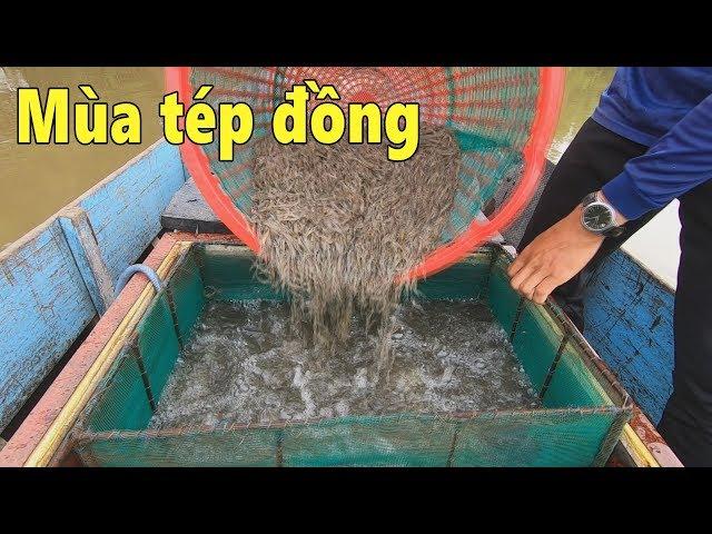 Mùa tép đồng ở hạ lưu sông Mekong, Việt Nam