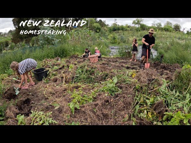 Large Family homesteading in New Zealand (vlog)