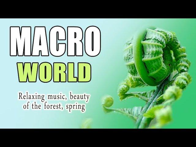 Красота природы. МАКРО МИР (2) Relaxing music. Лето. Лес. Macro video nature. Slowmo, релакс музыка