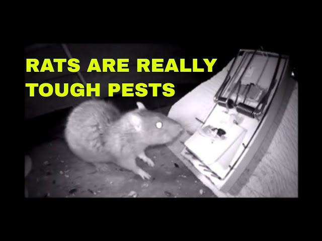 RATS ARE REALLY HARD TO CATCH!