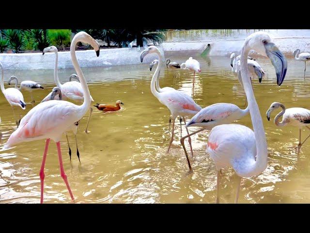 Flamingo Flock   | Nature's Stunning Ballet in Pink