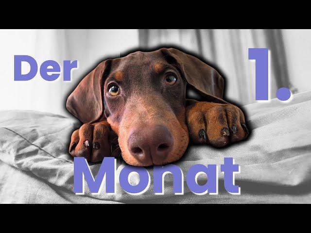 Der 1. Monat mit meinem ersten Dobermann Welpen - So schlimm ist die Welpenzeit wirklich!