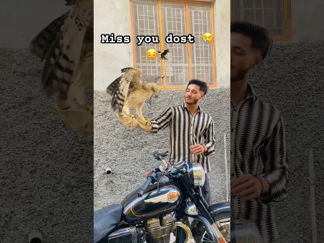 Aaj mera dost baaz chla gya   || wapas to aaja yar  #rip #pigeon #shorts