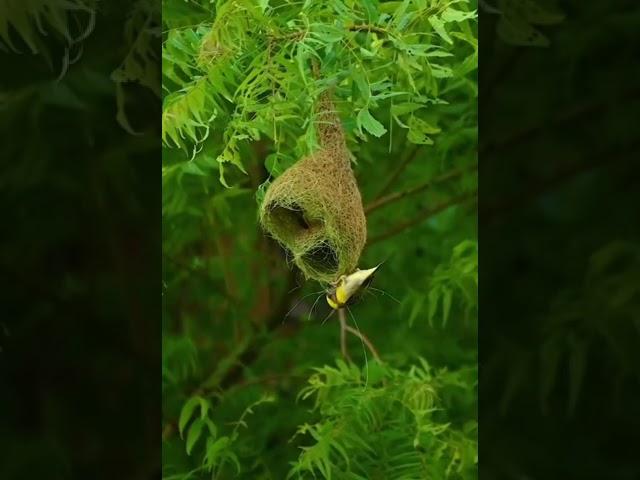 !! A beautiful nest made by a bird !!  #nature #wildlife