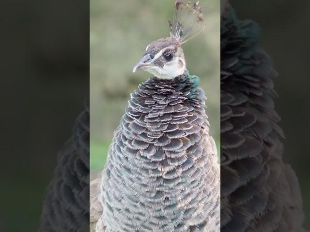 What is a Female Peacock Called? #shorts #peacock #peahen #shortsfeed #factsaboutanimals #called