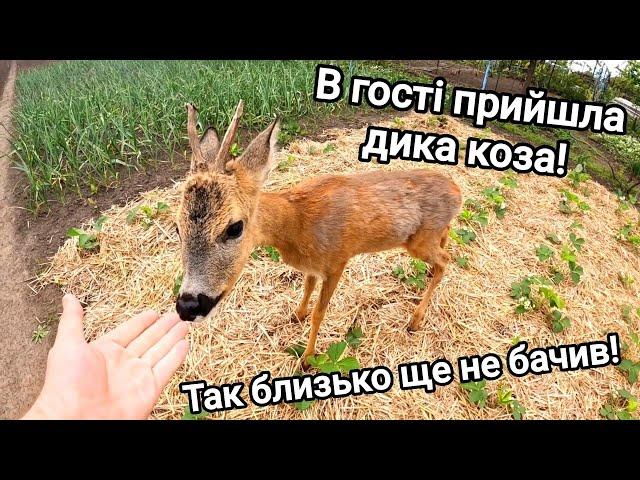 Завітала дика коза! Так близько ще не бачив! Прийшла поїсти виноград!) Дика природа на городі!)