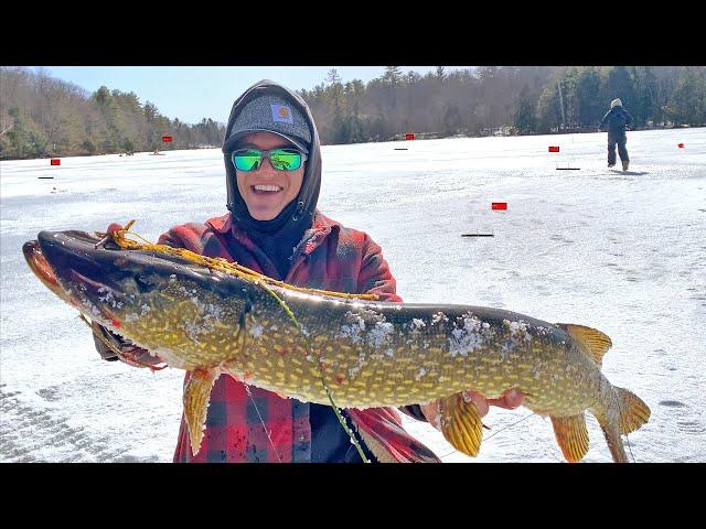 INVASIVE Fish are Taking Over! Nonstop Ice Fishing Action