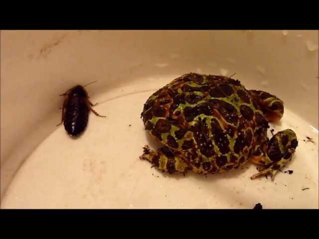 Ceratophrys ornata vs. cockroach