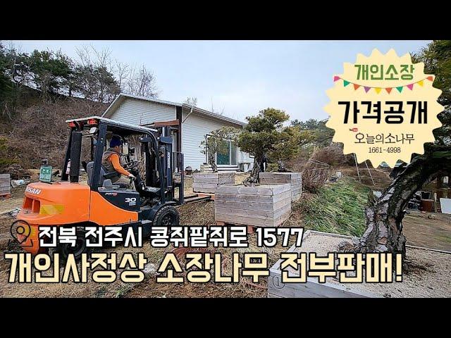 (가격문의) 소유주 직거래 분재대품 / 소나무ㅣ광고문의 : 오늘의 소나무 1661-4998