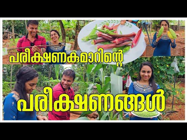 ഇവിടെ ഒരു സ്വർഗം സൃഷ്ടിക്കാം/Pavakka Krishi/Agriculture Tips /Entertainment /Funny /Comedy /harvest