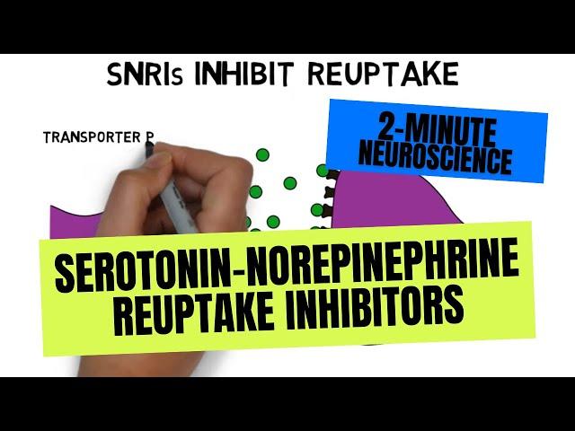 2-Minute Neuroscience: Serotonin-Norepinephrine Reuptake Inhibitors (SNRIs)