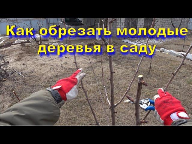 Как обрезать молодые деревья в саду