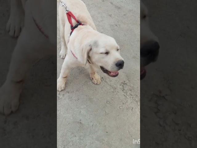 #labrador #barkingbliss #dog #barkingsounds #puppy #realsound #shorts #shortsfeed #youtubeshorts