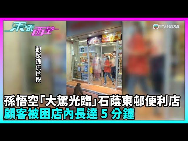 東張西望｜野猴入侵屋邨便利店搵食，其後還搶走圍觀者的食物…｜TVBUSA｜民生