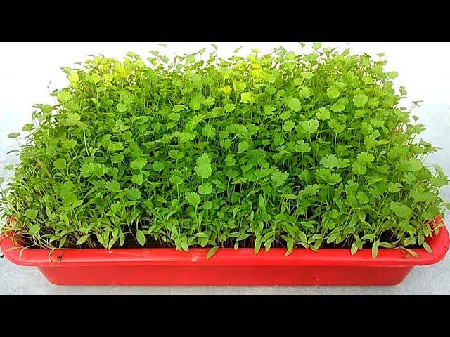 Grow coriander easily from seeds , Grow at home , Grow in 15 days