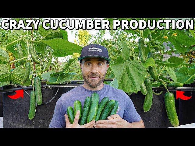 Make Your CUCUMBERS Produce Like Crazy, It's SO EASY!