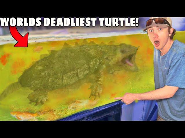 I Bought the World's DEADLIEST Turtle!