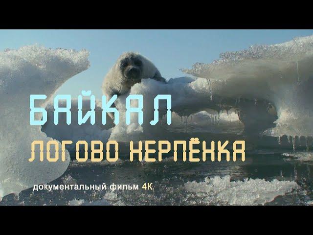 Wildlife of Russia. Eastern Siberia. Baikal. Protected islands. Baikal seal. 4K