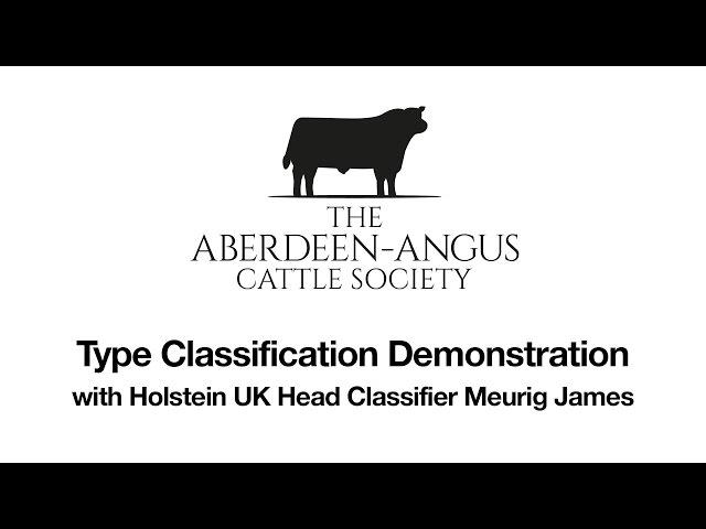 Aberdeen Angus Society Type Classification demo