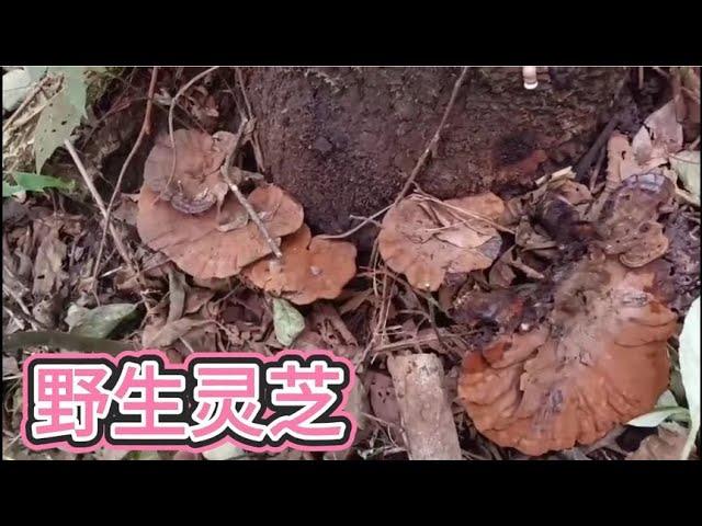 There are fewer and fewer wild Ganoderma lucidum. Lao Luo went over the mountains alone to the bord