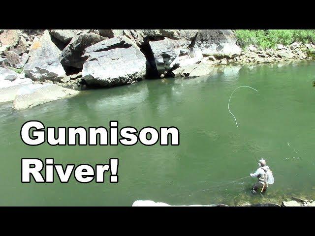 Gunnison River Colorado - Fly Fishing Tailwater of the Blue Mesa Reservoir - McFly Angler Episode 27